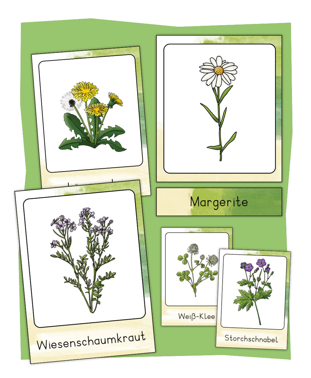 Wiesenblumen Bildkarten
