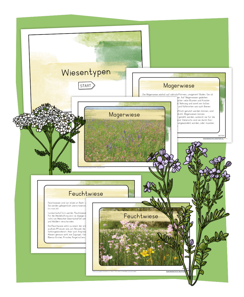 Wiesenarten Wissenskartei & Interaktives PDF