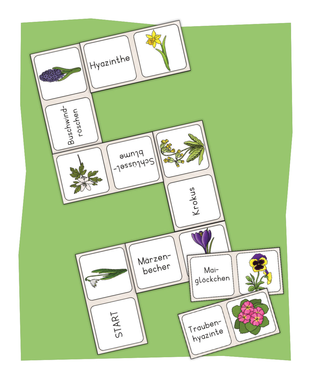 Frühblüher Domino
