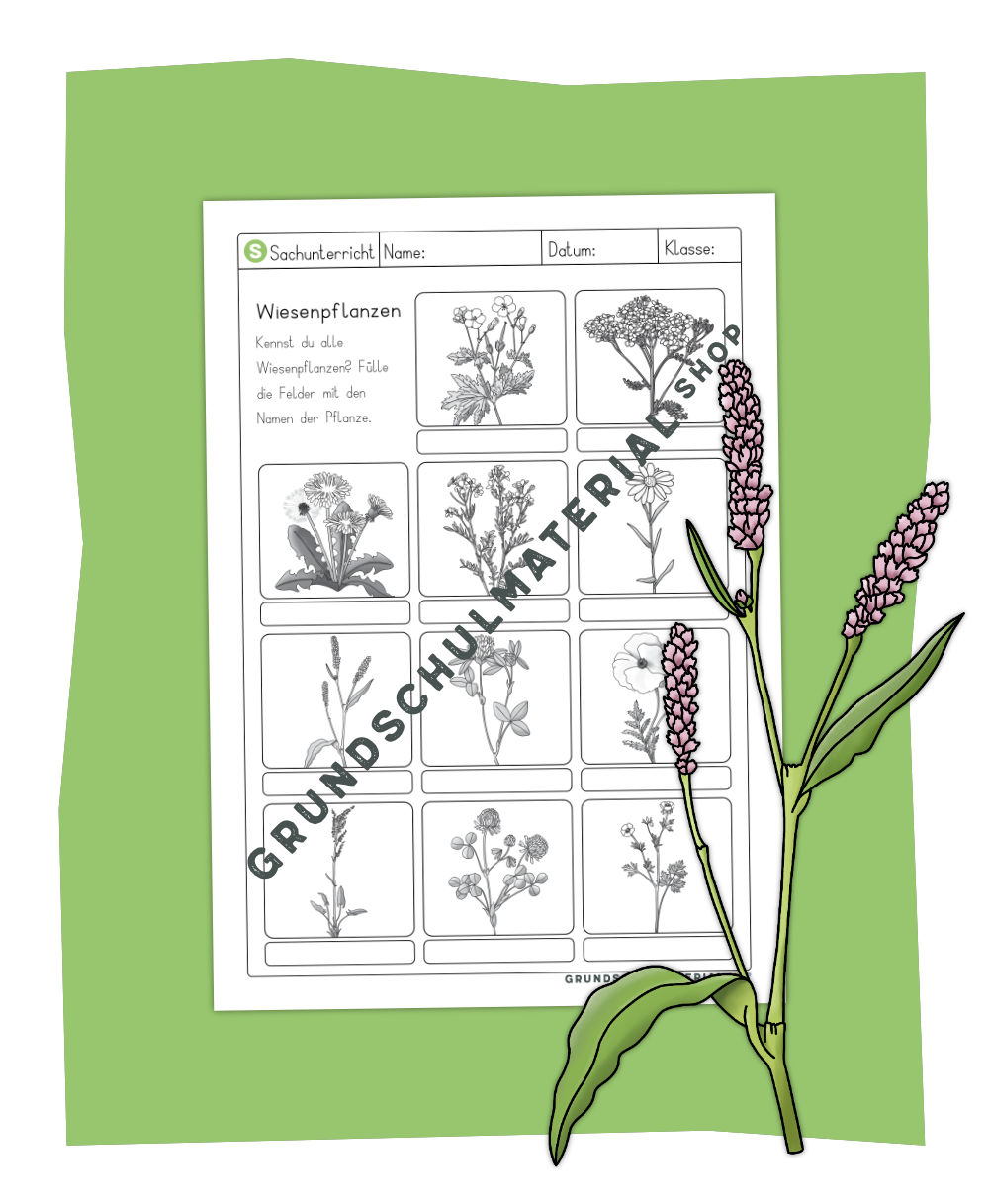 Wiesenpflanzen Arbeitsblatt